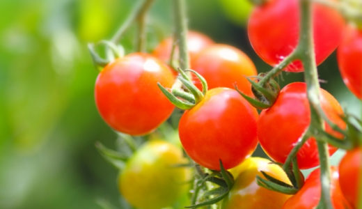 畑の作物にも効果的！とても万能な「光合成細菌」